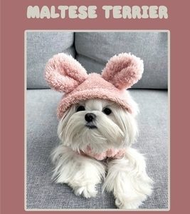 Training Maltese Terrier: Basic Training Techniques For Your Maltese Puppy: A Complete Guide To Maltese Terrier