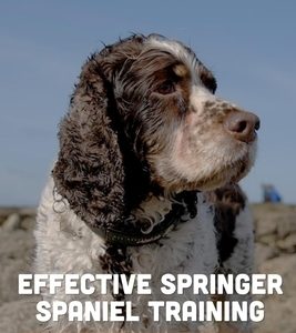 Effective Springer Spaniel Training: Special Tips For Taking Care Of Your Pet: English Springer Spaniel Training
