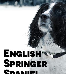 English Springer Spaniel: Must Know Facts, Traits & Training Tips: Training Springer Spaniels Recall