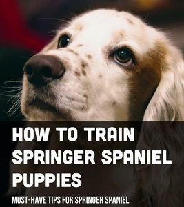 How To Train Springer Spaniel Puppies: Must-Have Tips For Springer Spaniel Puppy Owners: Raising A Springer Spaniel Puppy