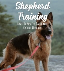 German Shepherd Training: Learn In How To Teach Your German Shepherd: Clicker