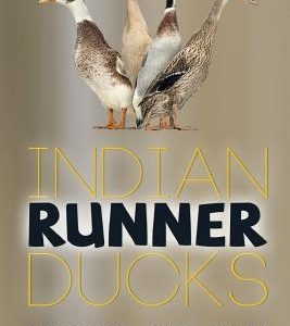 Indian Runner Ducks: The Complete Owners Guide