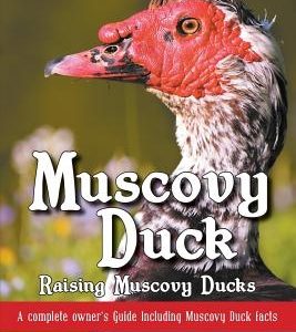 Muscovy Duck: Raising Muscovy Ducks