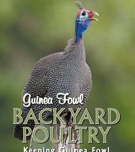 Guinea Fowl, Backyard Poultry: Keeping Guinea Fowl