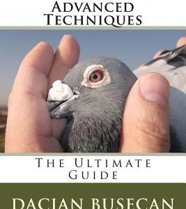 Racing Pigeons Advanced Techniques: The Ultimate Guide