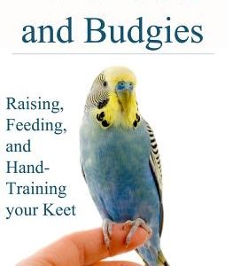Parakeets And Budgies - Raising, Feeding, And Hand-Training Your Keet