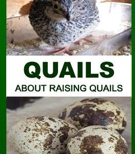 Quails: About Raising Quails