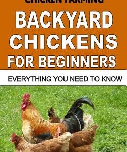 Chicken Farming: Backyard Chickens For Beginners: Everything You Need To Know