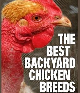 The Best Backyard Chicken Breeds (Color Edition): A List of Top Birds For Pets, Eggs or Meat