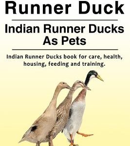 Indian Runner Duck. Indian Runner Ducks As Pets. Indian Runner Ducks book for care, health, housing, feeding and training.