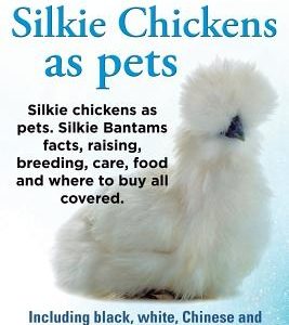 Silkies or Silkie Chickens as Pets. Silkie Bantams Facts, Raising, Breeding, Care, Food and Where to Buy All Covered. Including Black, White, Chinese