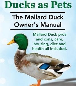Mallard Ducks as Pets. The Mallard Duck Owner's Manual. Mallard Duck pros and cons, care, housing, diet and health all included.