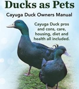 Cayuga Ducks as Pets. Cayuga Duck Owners Manual. Cayuga Duck Pros and Cons, Care, Housing, Diet and Health All Included.