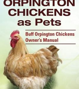 Buff Orpington Chickens as Pets. Buff Orpington Chickens Owner's Manual.