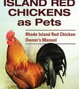 Rhode Island Red Chickens as Pets. Rhode Island Red Chicken Owner's Manual