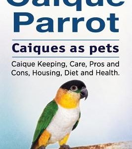 Caique parrot. Caiques as pets. Caique Keeping, Care, Pros and Cons, Housing, Diet and Health.