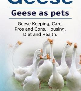 Geese. Geese as pets. Geese Keeping, Care, Pros and Cons, Housing, Diet and Health.