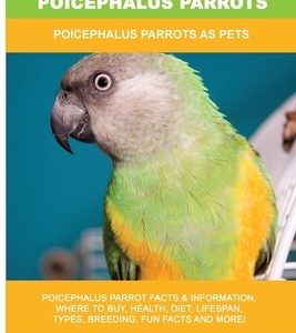 Poicephalus Parrots: Poicephalus Parrots As Pets