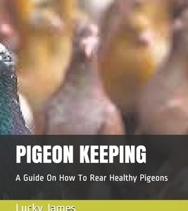 Pigeon Keeping: A Guide On How To Rear Healthy Pigeons