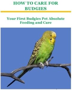 The Ultimate Guide on How to Care for Budgies: Your First Budgies Pet Absolute Feeding and Care