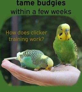 Successfully tame budgies within a few weeks: How does clicker training birds with budgerigars work? A step-by-step guide for budgies taming and parak