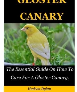 Gloster Canary: The Essential Guide On How To Care For A Gloster Canary.