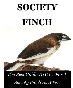 Society Finch: The Best Guide To Care For A Society Finch As A Pet.