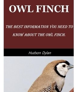 Owl Finch: The Best Information You Need To Know About The Owl Finch.