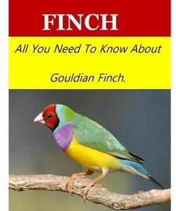 Gouldian Finch: All You Need To Know About Gouldian Finch.