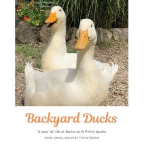 Backyard Ducks: A year of life at home with Pekin ducks