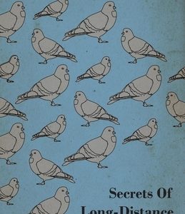 Secrets of Long-Distance Pigeon Racing