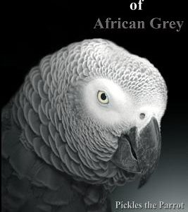 Fifty Shades of African Grey: Pickles The Parrot Dominates Life