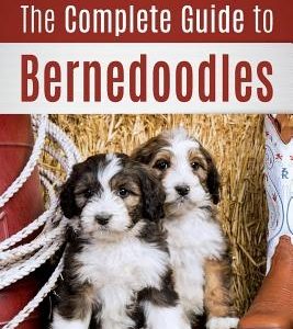 The Complete Guide to Bernedoodles: Everything you need to know to successfully raise your Bernedoodle puppy!