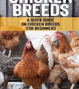 Chicken Breeds: A Quick Guide on Chicken Breeds for Beginners