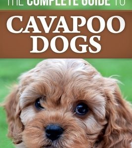 The Complete Guide to Cavapoo Dogs: Everything you need to know to successfully raise and train your new Cavapoo puppy