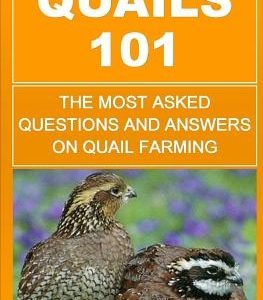 Quails 101: The Most Asked Questions And Answers On Quail Farming