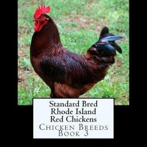 Standard Bred Rhode Island Red Chickens