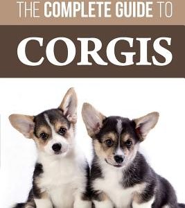 The Complete Guide to Corgis: Everything to know about both the Pembroke Welsh and Cardigan Welsh Corgi dog breeds