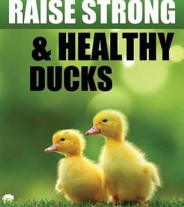 How To Raise Strong & Healthy Ducks: Quick Start Guide