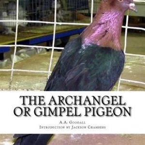 The Archangel or Gimpel Pigeon: Pigeon Breeds Book 8