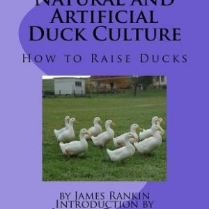 Natural and Artificial Duck Culture: How to Raise Ducks