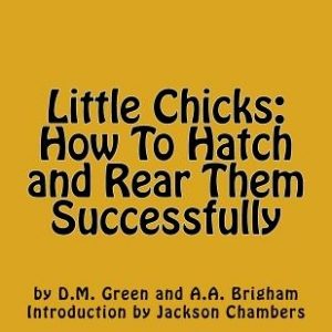 Little Chicks: How To Hatch and Rear Them Successfully