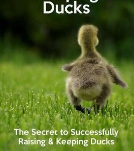 Keeping Ducks The Secret to Successfully Raising & Keeping Ducks: The Secret to Successfully Raising & Keeping Ducks