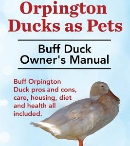 Buff Ducks or Buff Orpington Ducks as Pets. Buff Duck Owner's Manual. Buff Orpington Duck Pros and Cons, Care, Housing, Diet and Health All Included.