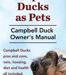 Campbell Ducks as Pets. Campbell Duck Owner's Manual. Campbell Duck Pros and Cons, Care, Housing, Diet and Health all included.