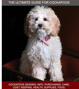 Cockapoos as Pets: Cockapoos General Info, Purchasing, Care, Cost, Keeping, Health, Supplies, Food, Breeding and More Included! The Ultim