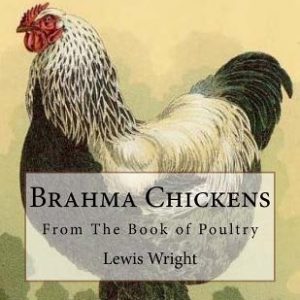 Brahma Chickens: From The Book of Poultry
