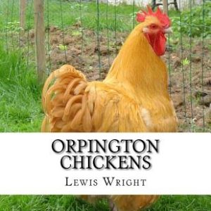 Orpington Chickens: From The Book of Poultry