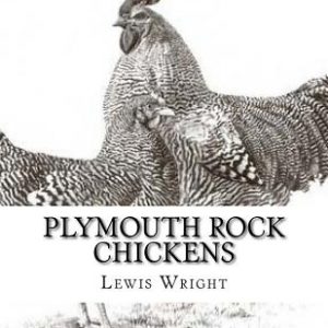 Plymouth Rock Chickens: From The Book of Poultry