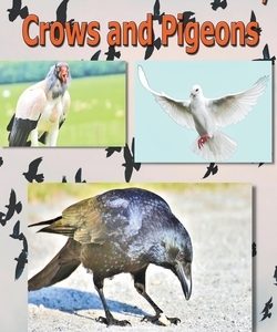 Features of Vultures, Crows and Pigeons